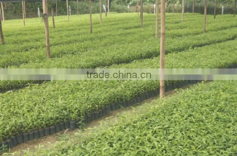 2016 Newly Chinese High Quality Agarwood Seeds For Growing