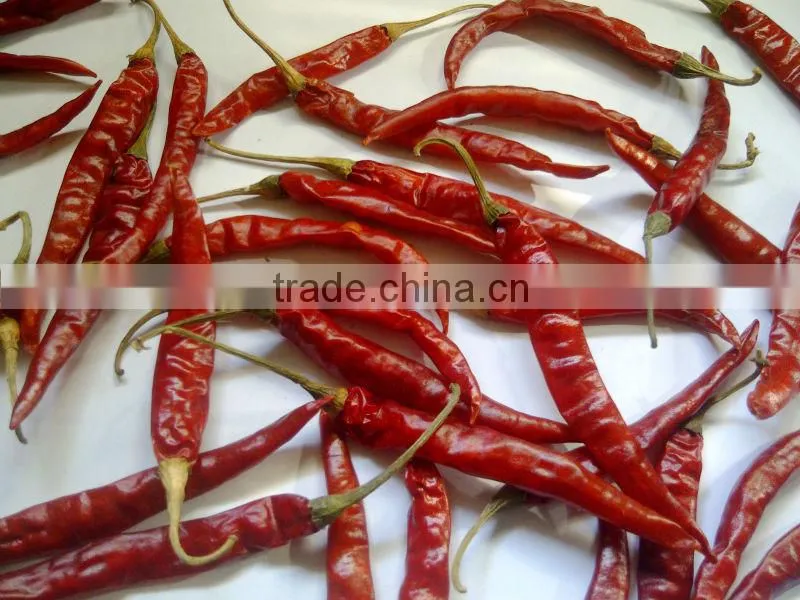 S17 / Teja Chilli