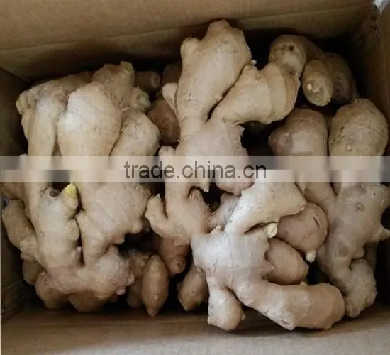 2016crop air dried ginger price