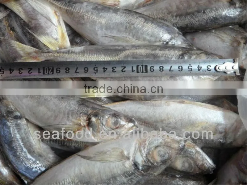 cheap horse mackerel (big size) fillet