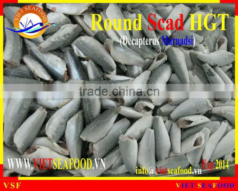 HGT FROZEN ROUND SCAD