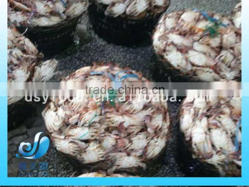 frozen blue swimming crab 100g -150g 150-200g