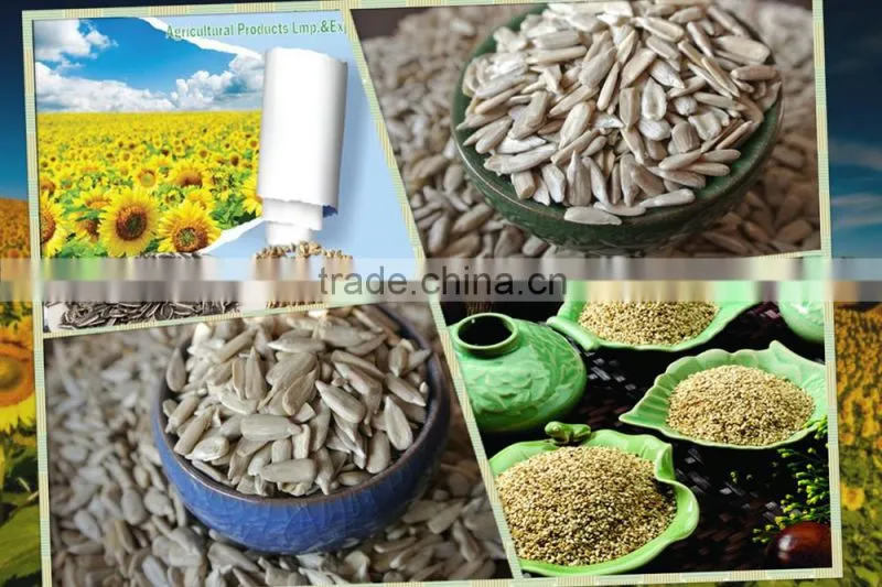 China high quality confectionary and bakery hulled sunflower seeds kernels