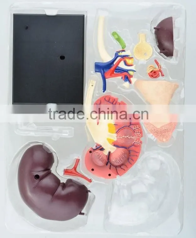 V-HM05 4D MASTER Human kidney structure model