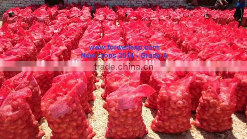 RED ONION FROM EGYPT