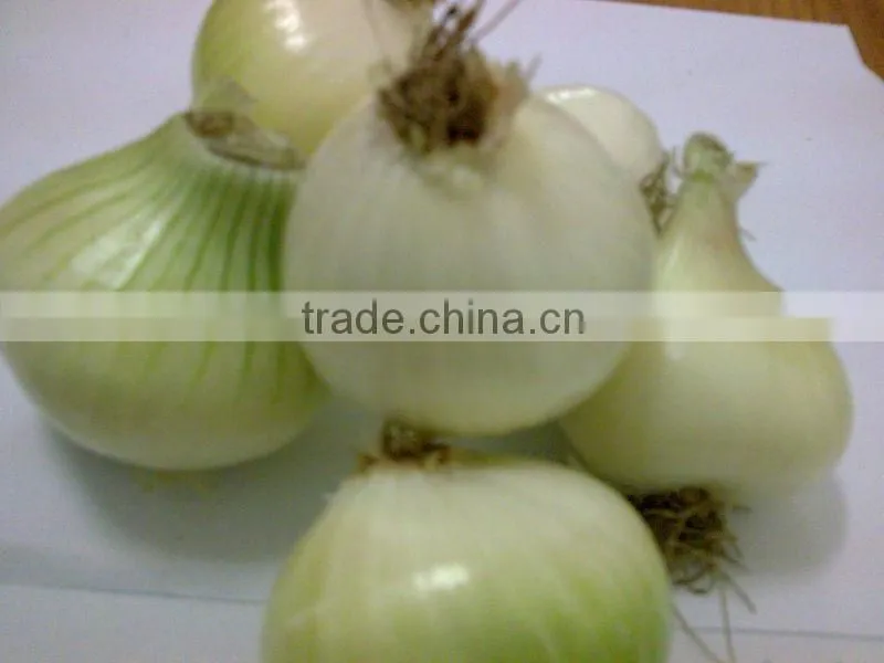 Yellow Onion ( Red - Yellow - White - spring onion )