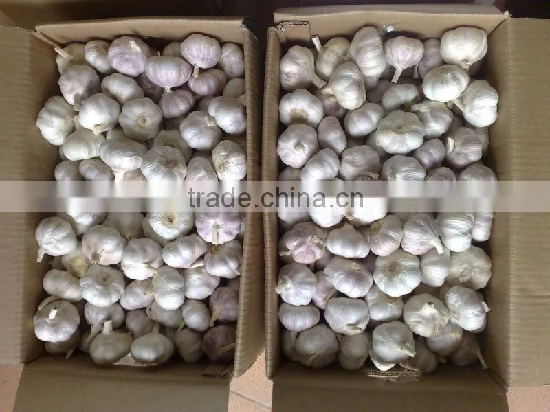 WHITE GARLIC