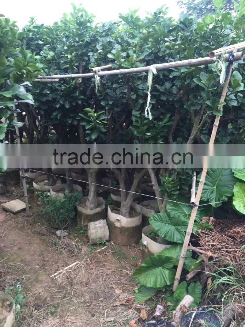 pomelo fruit tree