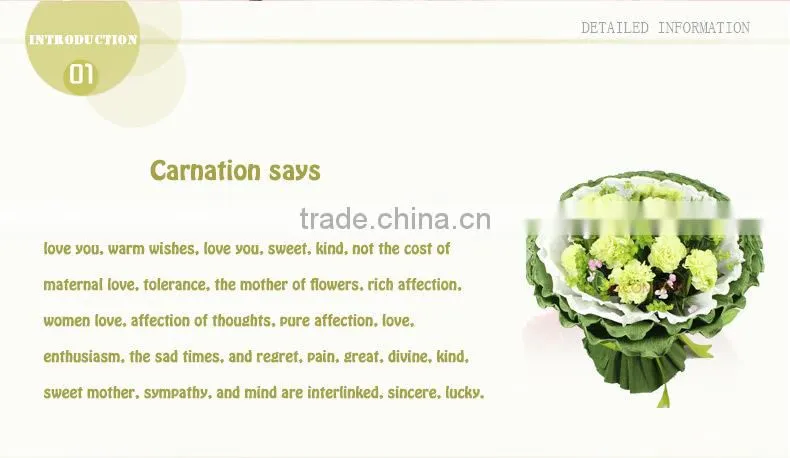 wholesale fresh cut flower of white carnation