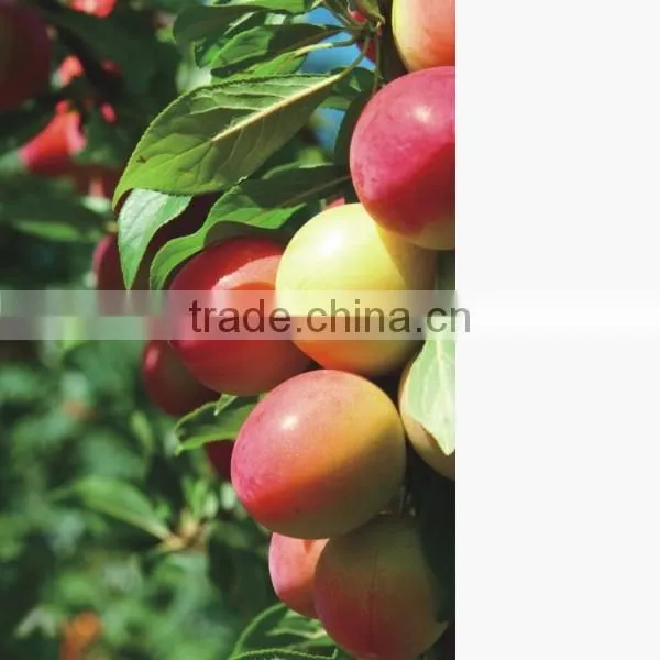 10L High Quality Garden Watering can