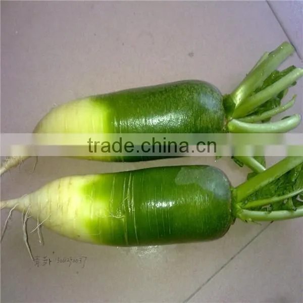 New crop fresh radish from Shandong