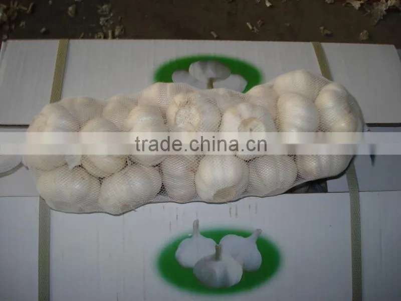 fresh new white garlic