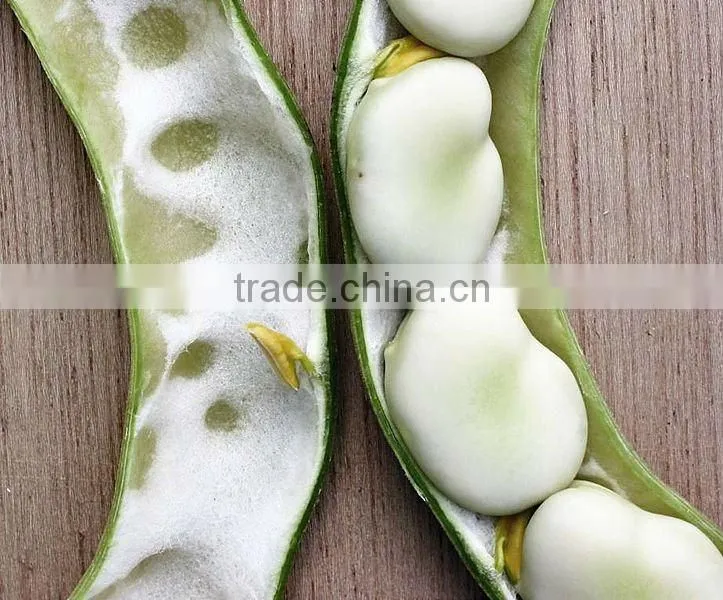 Nutrition Vicia faba/fava beans Extract Powder for sell
