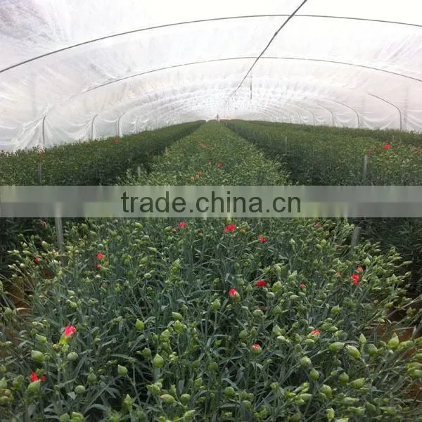 best quality fresh carnation flower with low price