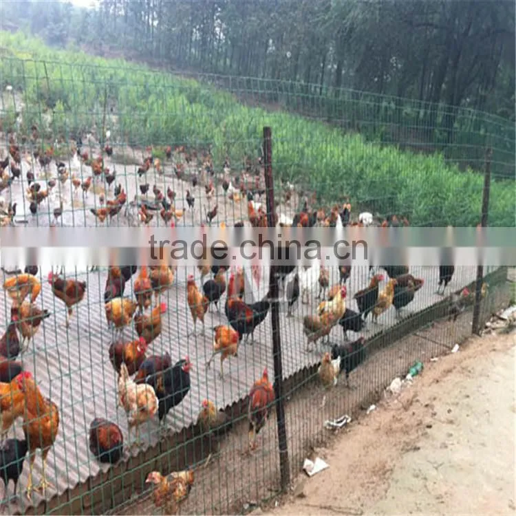 Fence Mesh Application and Galvanized Iron Wire Material 8/6/8 Double Wire Fence