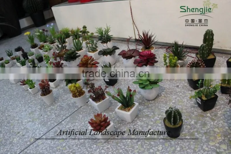mini succulent plants potted plants for decoration