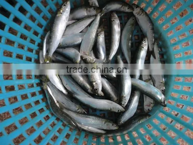 frozen whole round sardine fish