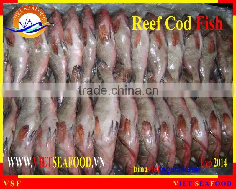 FROZEN REEF COD FISH W/R