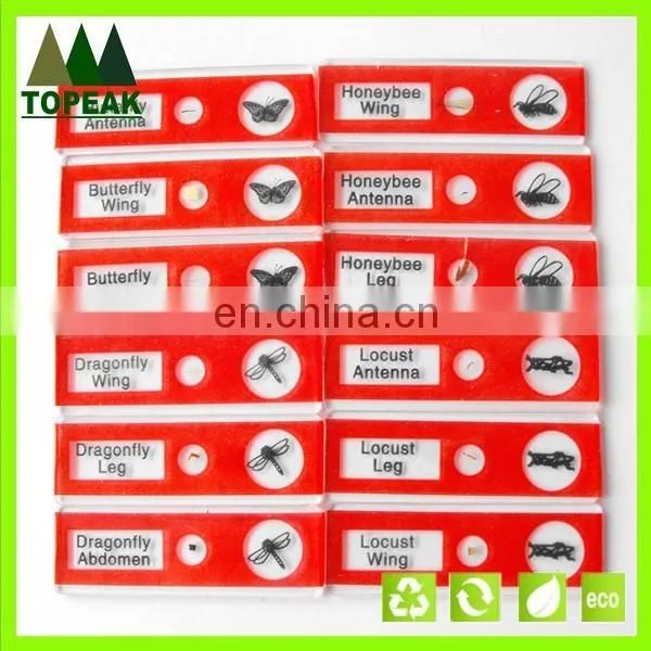Insect type honey butterfly plastic Microscope prepared Slides