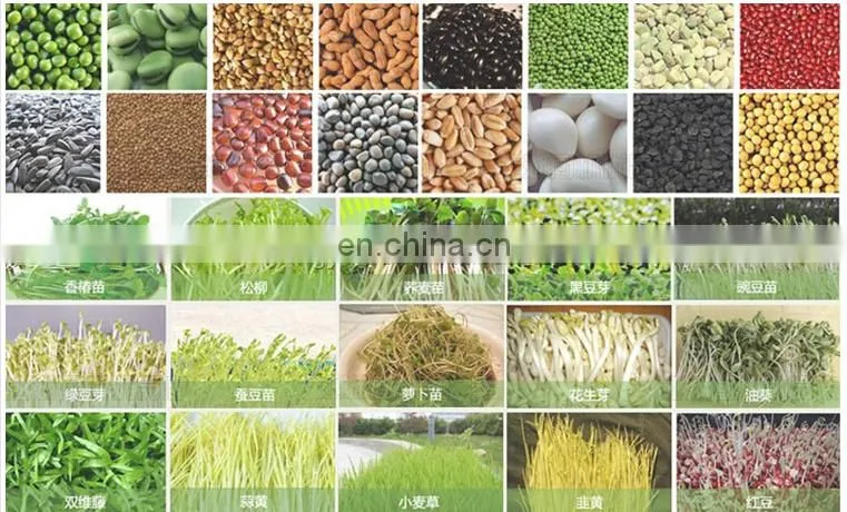 grass wheat barley fodder hydroponic green forage machine for sheep cow