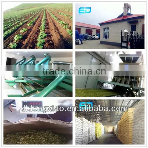 sunflower seed long type 5009