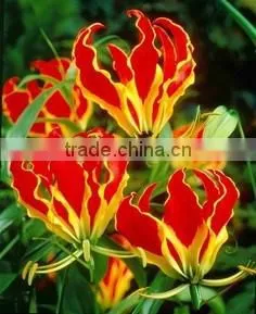 Gloriosa Superba Seed
