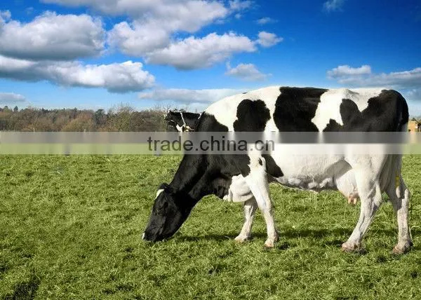 breast milking machine