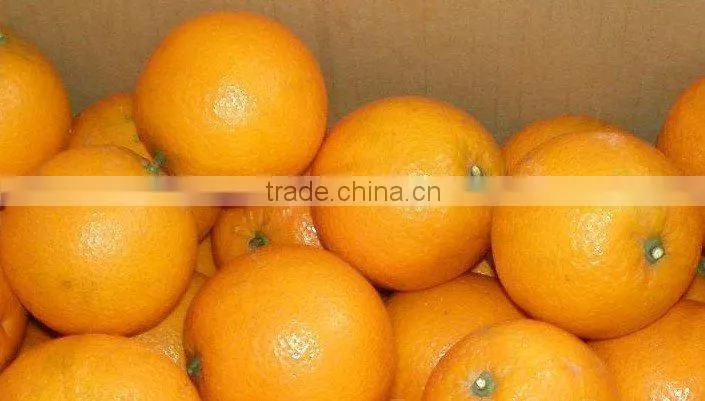 Best price navel orange.