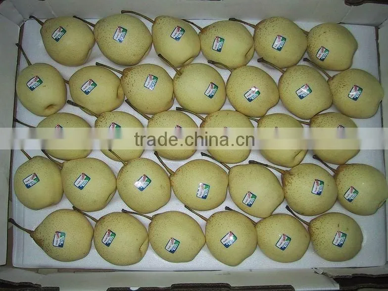 Fresh Shandong Pear 60-70-80 in 15kg Carton