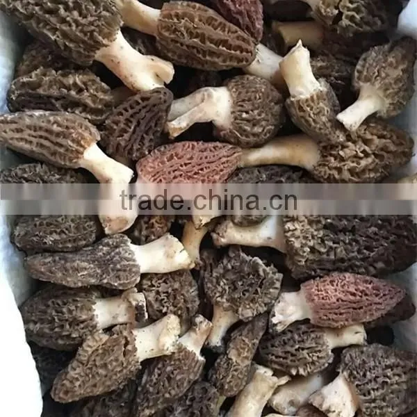 Price of Black Morel Mushroom, Dry Cultivating Morel Mushrooms from Morel Mushroom Farm