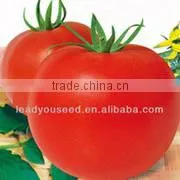 SQ08 Yuzhu round shape squash seeds for planting, different types of squash seeds