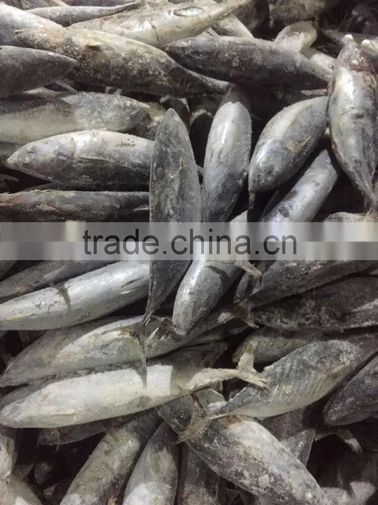 300-500g Seafrozen Bonito fish Auxis Thazard