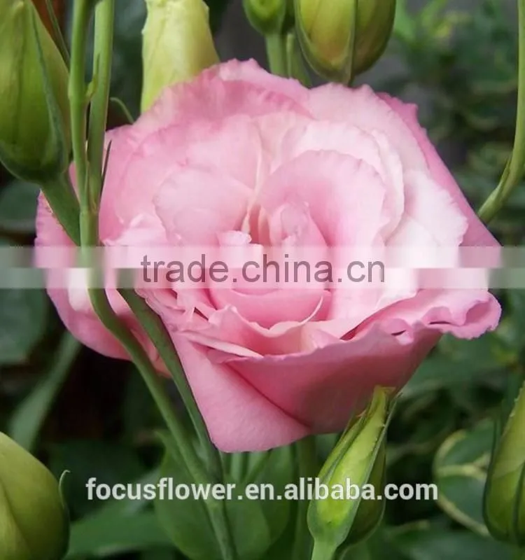 Colorful fresh cut eustoma flowers fresh flowers from China