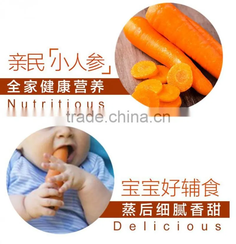 Chinese fresh Vegetable fresh market carrot