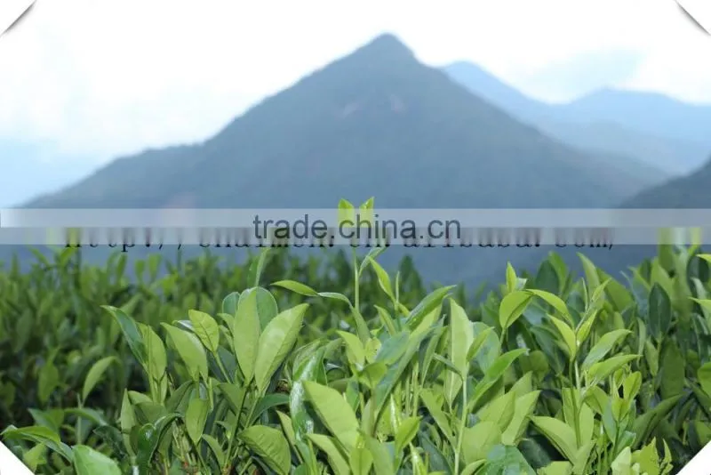 china tea High quality best selling chunmee tea 9369 9368 9367