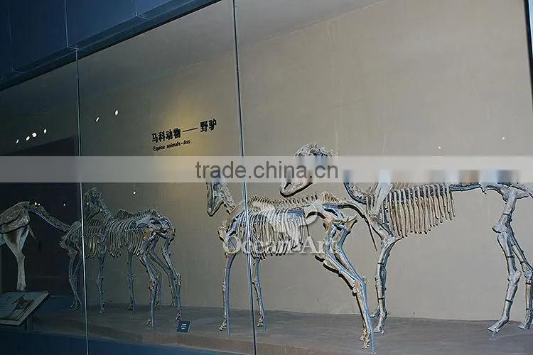 High quality fiberglass animal skeleton model