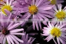 Nano silver aromatic