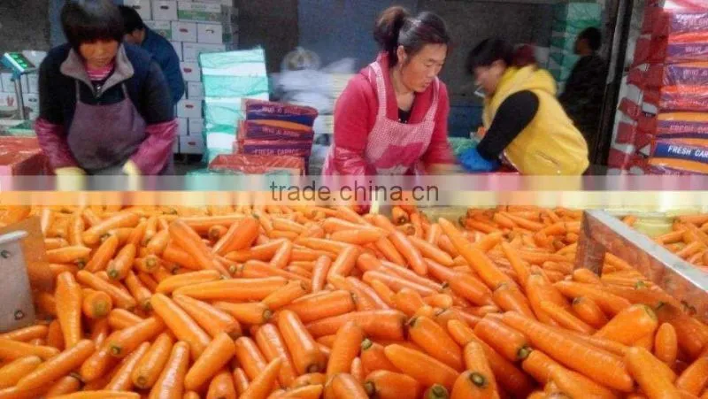 Fresh Carrot