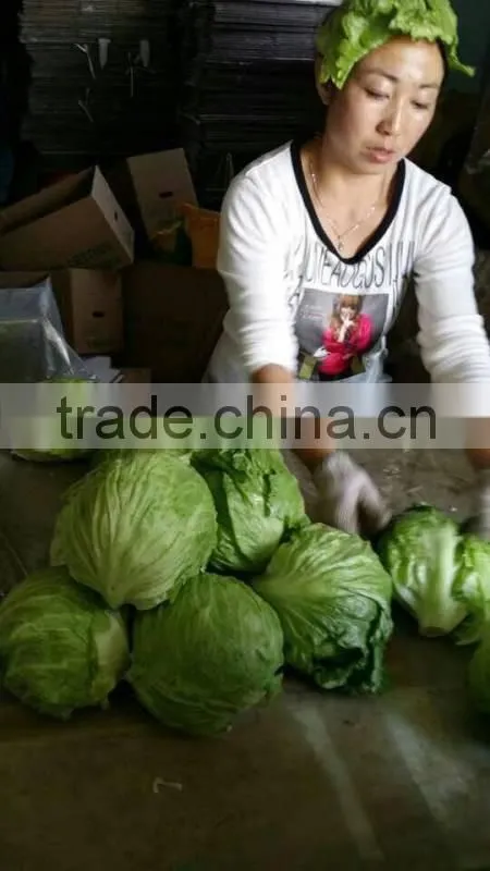 fresh lettuce