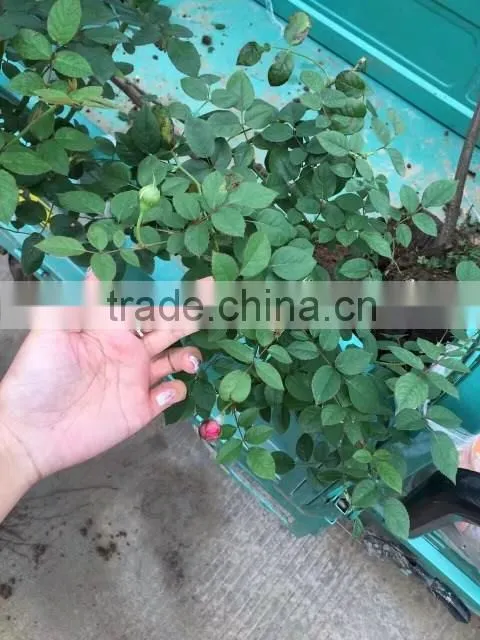 Easy survival rose seedling