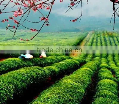 Top Grade Chinese Green Tea Xiang Luo Green Tea