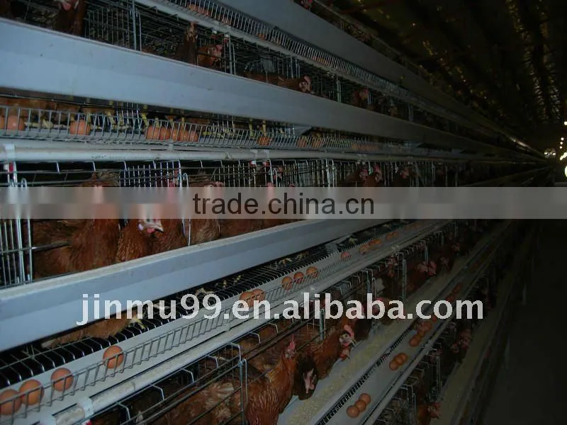 layer chicken poultry house