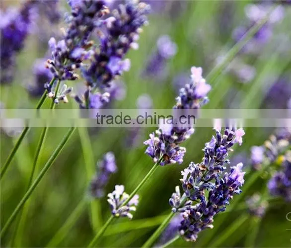 50L High Quality Lavender oil extract machine on sale (EC)