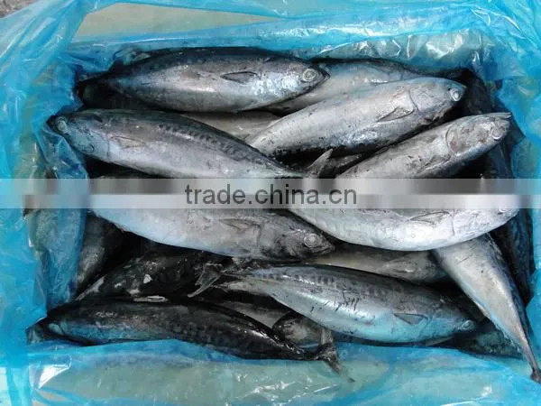 Export Frozen Fish Frozen Bonito Fish