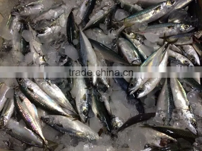 Frozen Saba Mackerel Fish