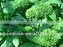 Sanchi flower, dried herbs, Tian qi