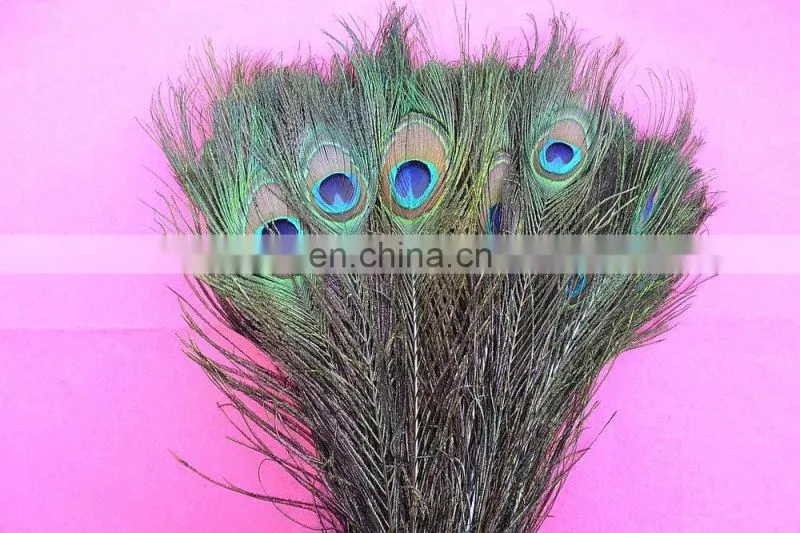 Factory directly sale 80-90cm wholesale stable quality peacock Feathers in stock