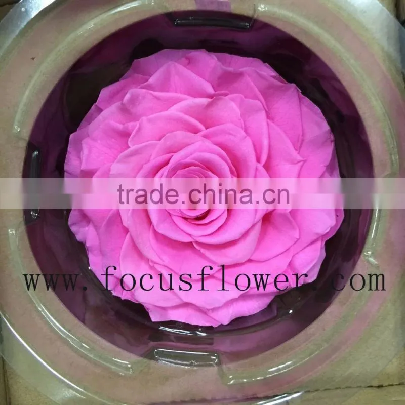 Real Touch Wholesale Preserved Flower Preserved Rose From China