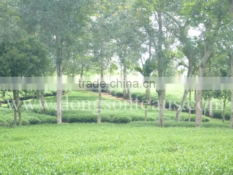 Viet Nam high mountain Oolong tea
