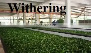 High Quality from Teaparis Vietnam Green Tea Super Pekoe